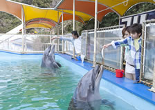 Dolphin Island Marine Park