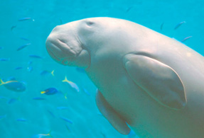 鳥羽水族館チケット付き♪ファミリーやカップルでどうぞ♪ー≪貸切家族風呂無料≫